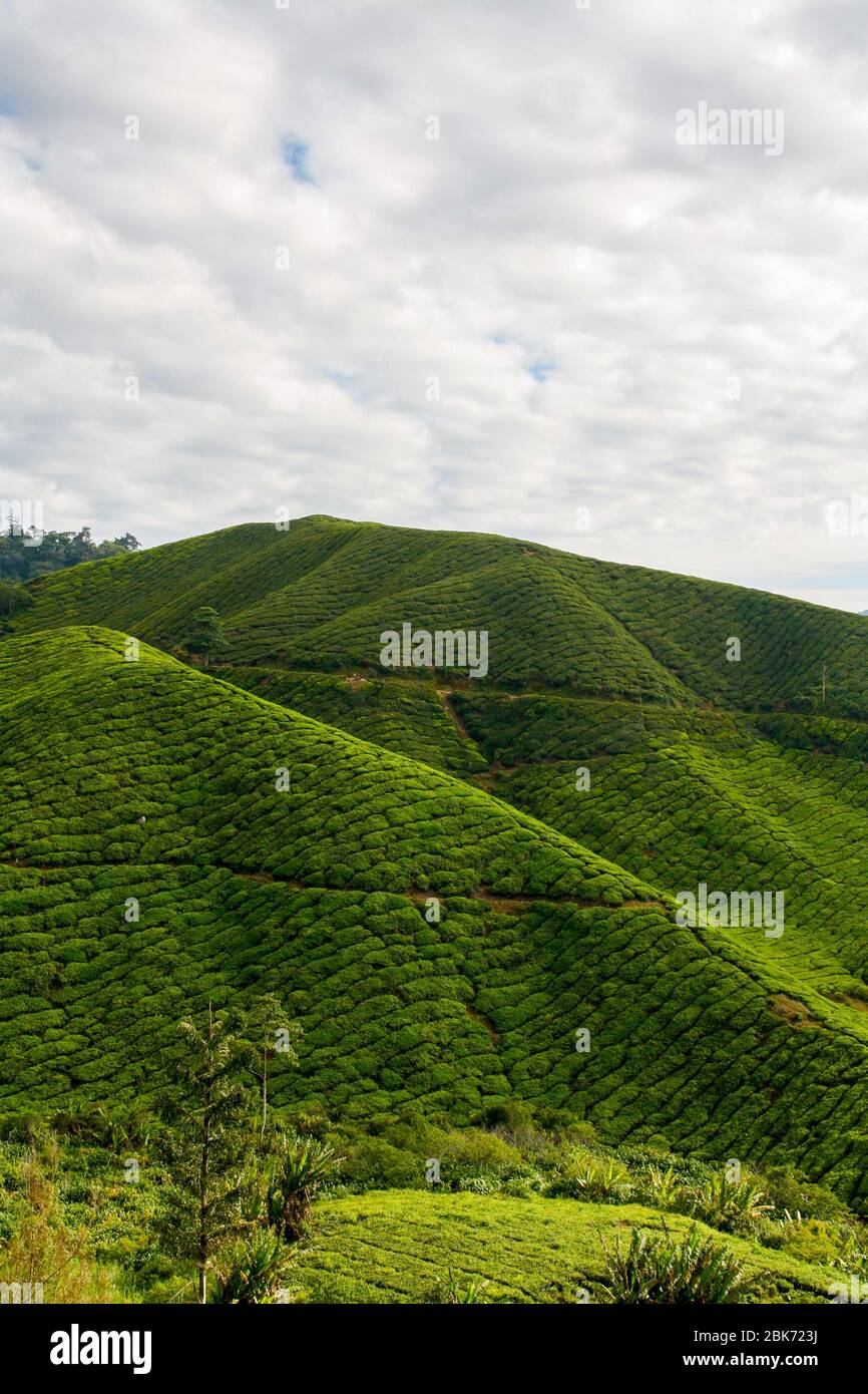 Teeplantage in den Cameron Highlands in Malaysia Stockfoto