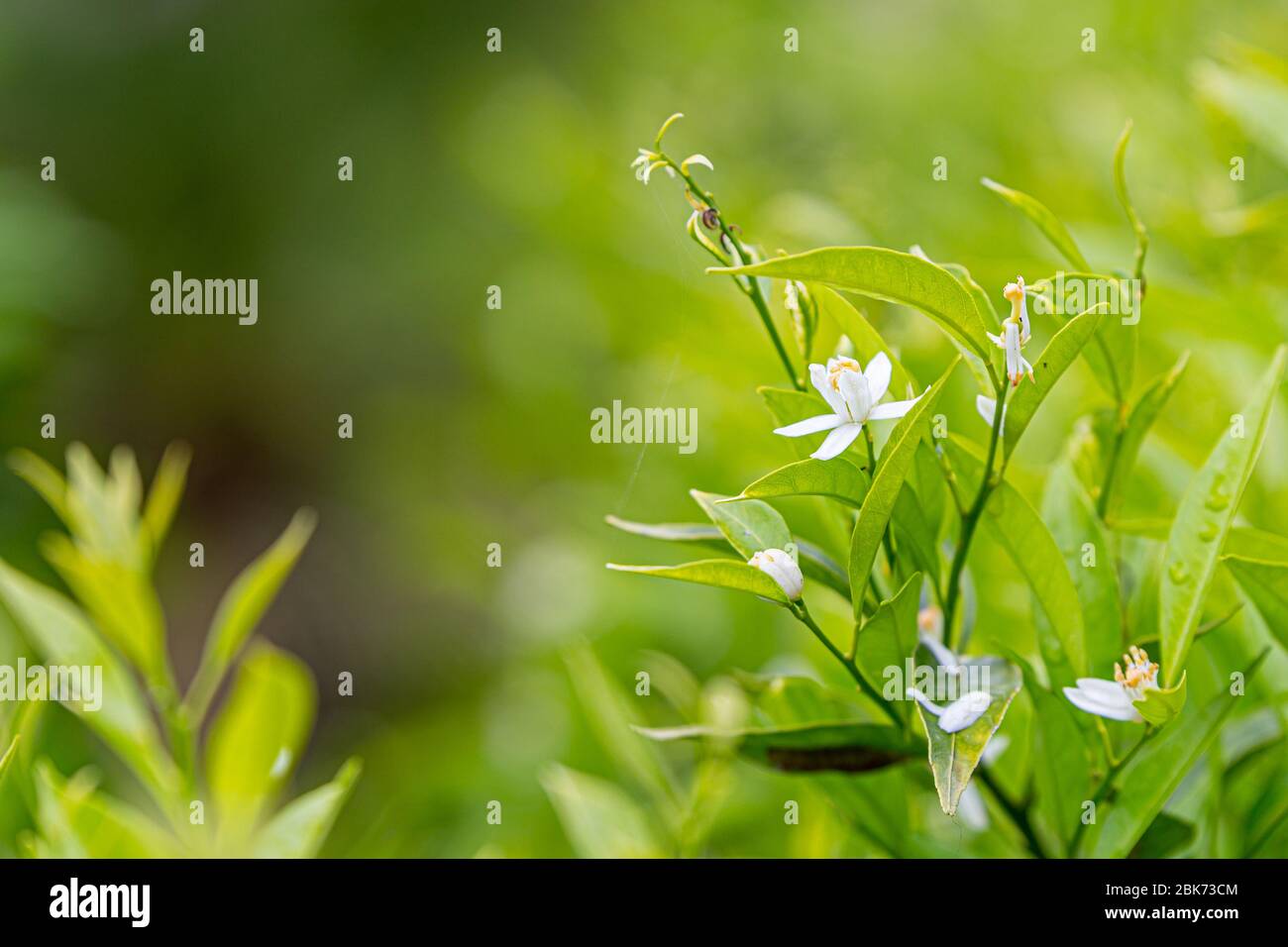 Die Orangenblüte ist die duftende Blüte der Citrus sinensis (Orangenbaum). Stockfoto