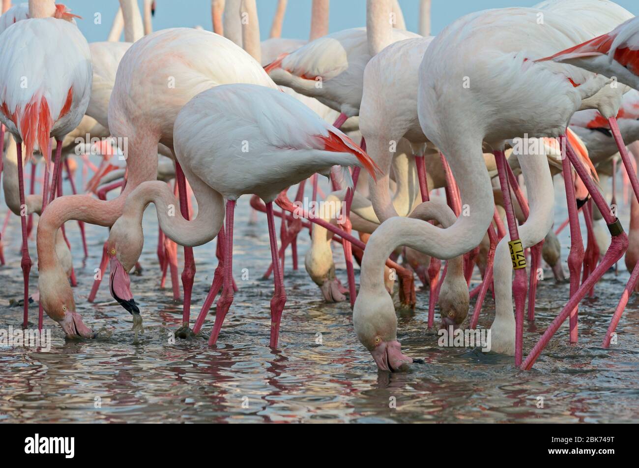 Großraum Flamingos (Phoenicopterus roseus) Camargue Provence Frankreich Stockfoto