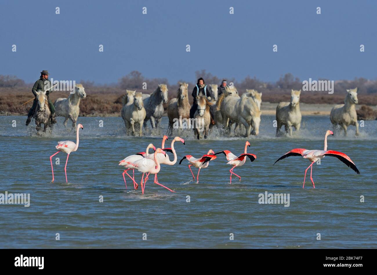 Größere Flamingos (Phoenicopterus roseus) und Camargue weiße Pferde über Sumpf Camargue Provence Frankreich gefahren Stockfoto
