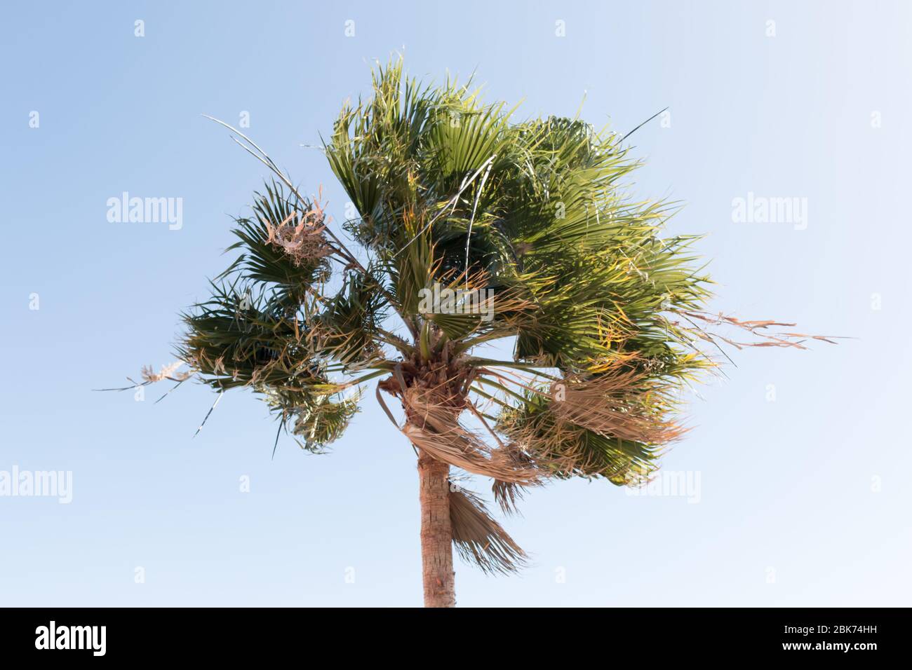 Washingtonia robusta, eine Palme, die im Westen von Sonora und Baja California Sur im Nordwesten Mexikos beheimatet ist. Stockfoto