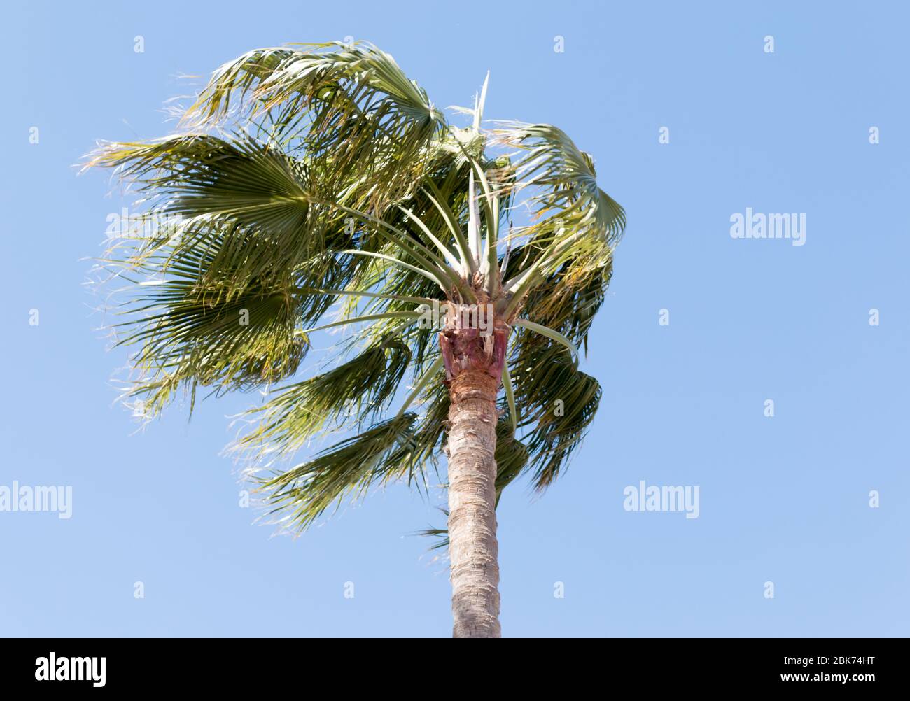 Washingtonia robusta, eine Palme, die im Westen von Sonora und Baja California Sur im Nordwesten Mexikos beheimatet ist. Stockfoto