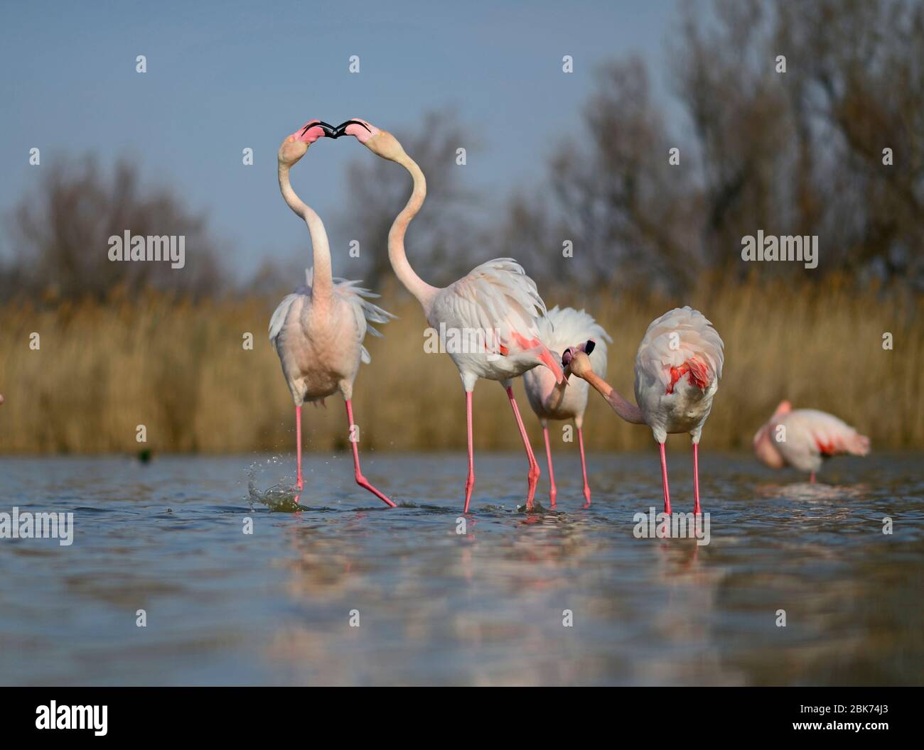 Größere Flamingos (Phoenicopterus roseus) Paar zankenden Camargue Provence Frankreich Stockfoto
