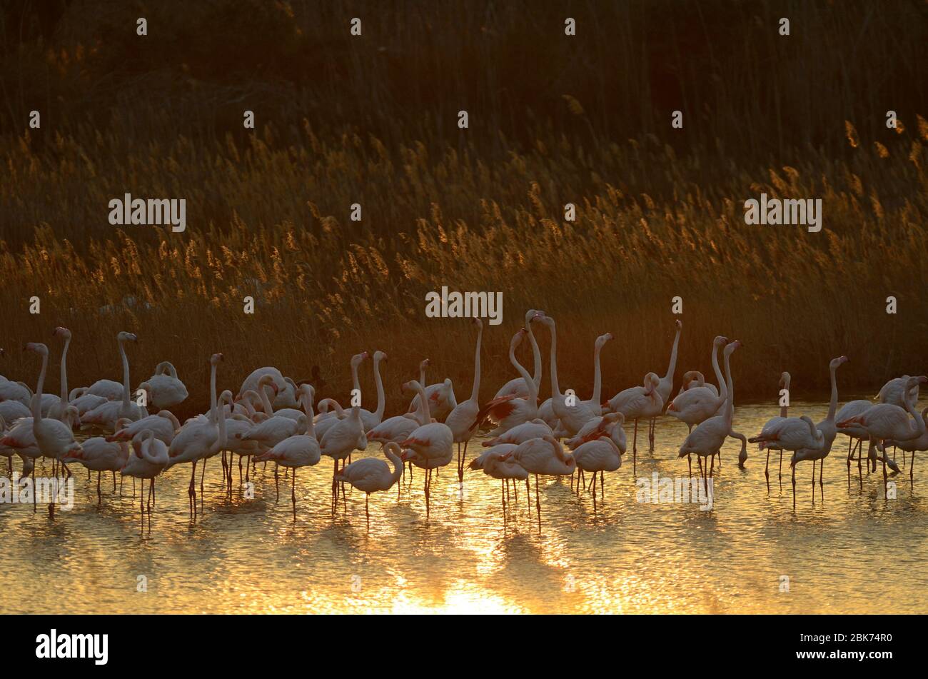 Großraum Flamingos (Phoenicopterus roseus) Camargue Provence Frankreich Stockfoto