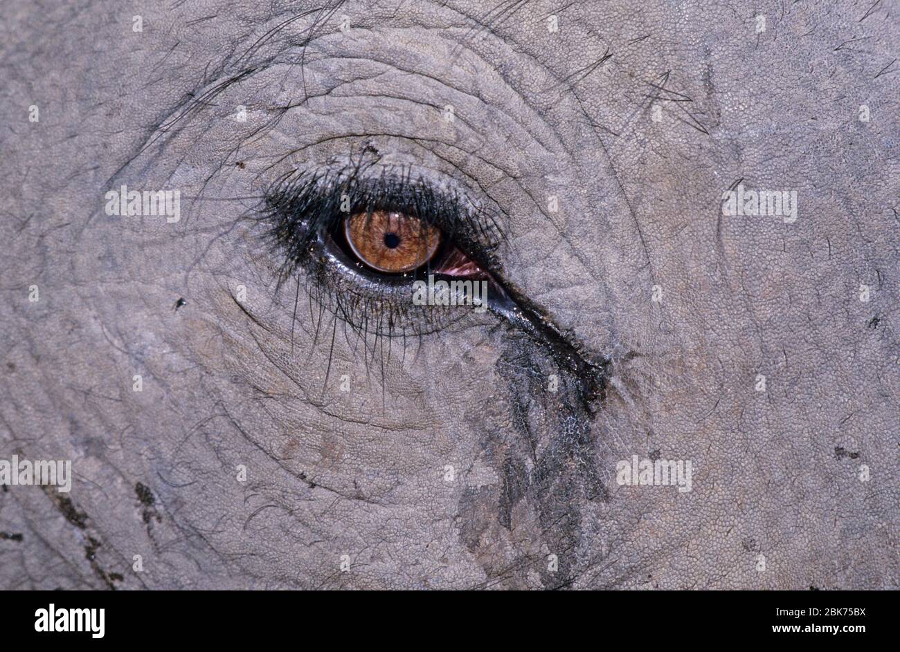 Indischer Elefant Nahaufnahme des Auges Basndavgarh Indien Stockfoto