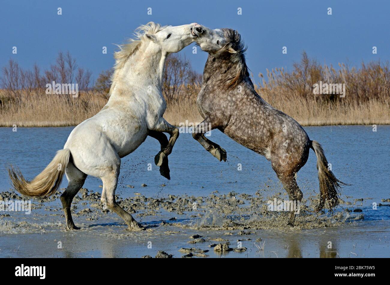 Hengste (Camargue Pferde) kämpfen auf Sumpf Camargue, Provence, Frankreich Stockfoto