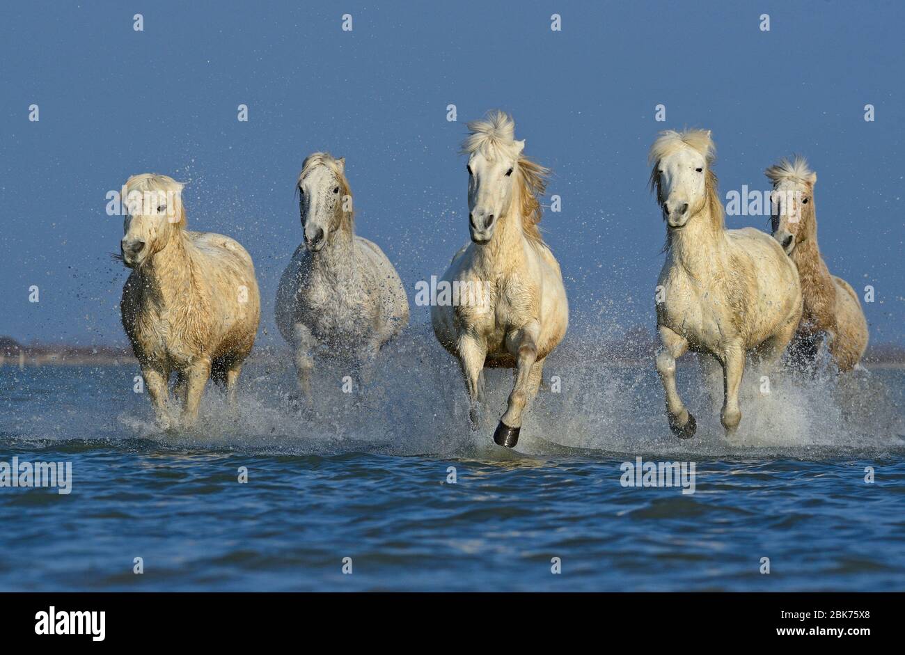 Camargue Pferde laufen durch Sumpf Camargue Provence Frankreich Stockfoto