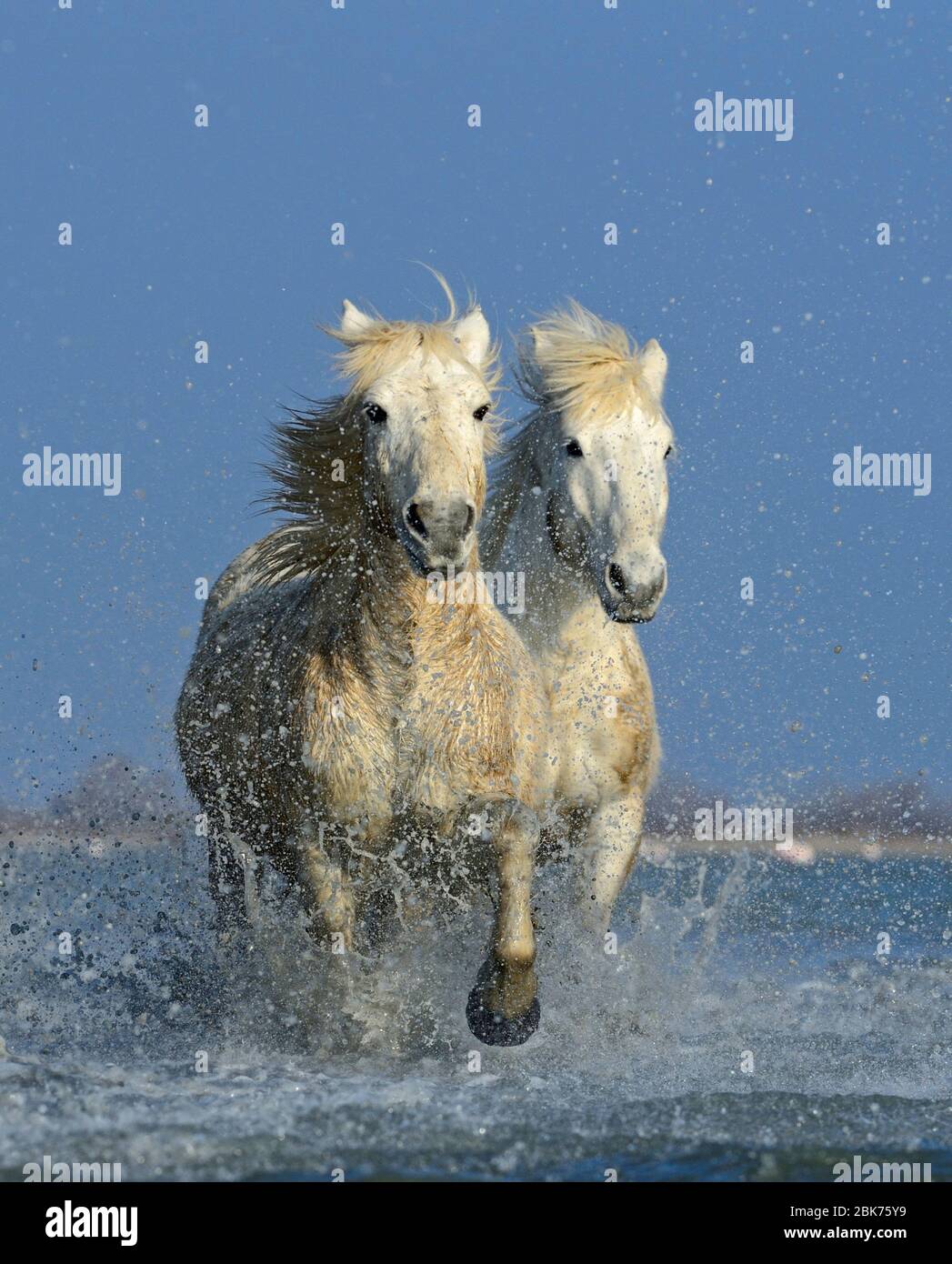 Camargue Pferde laufen durch Sumpf Camargue Provence Frankreich Stockfoto