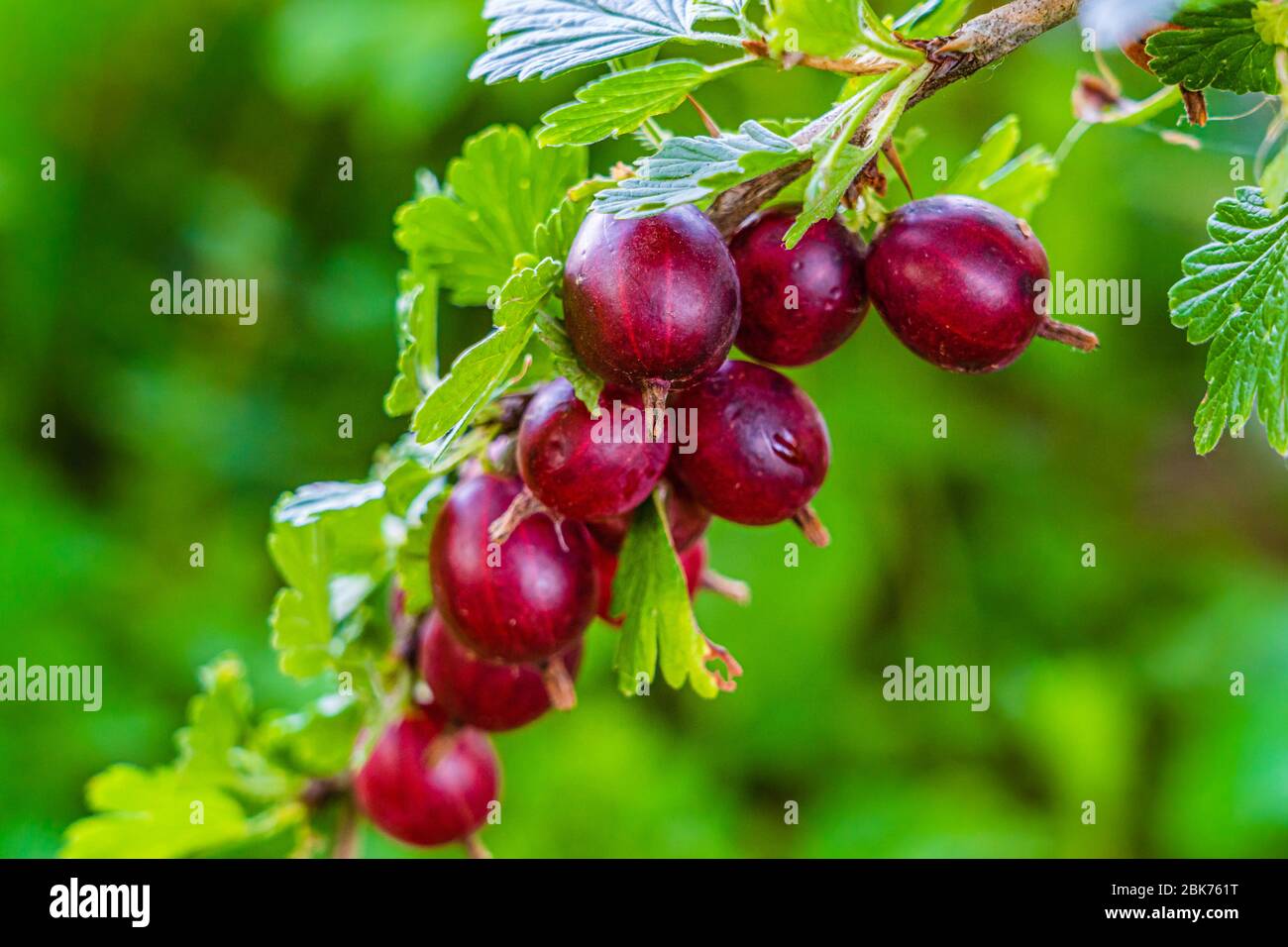 Nahaufnahme eines Astes reifer organischer Stachelbeeren (ribes uva-crispa, uva crispa) aus der Familie der grossulariaceae der Johannisbeer Stockfoto