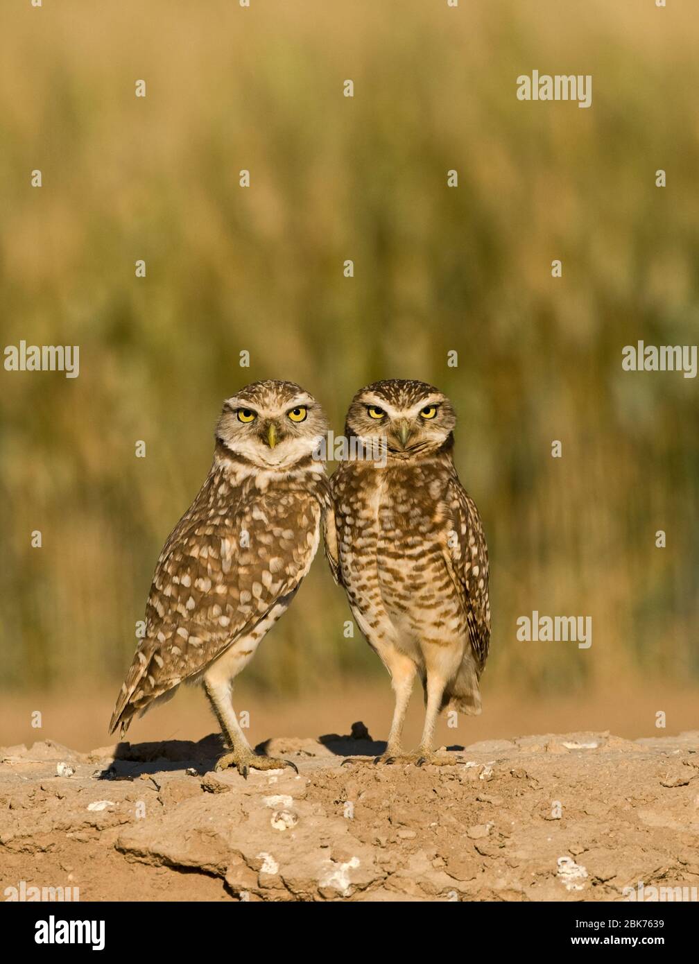 Burrowing Owls Athene cunicularia Salton Sea California USA April Stockfoto