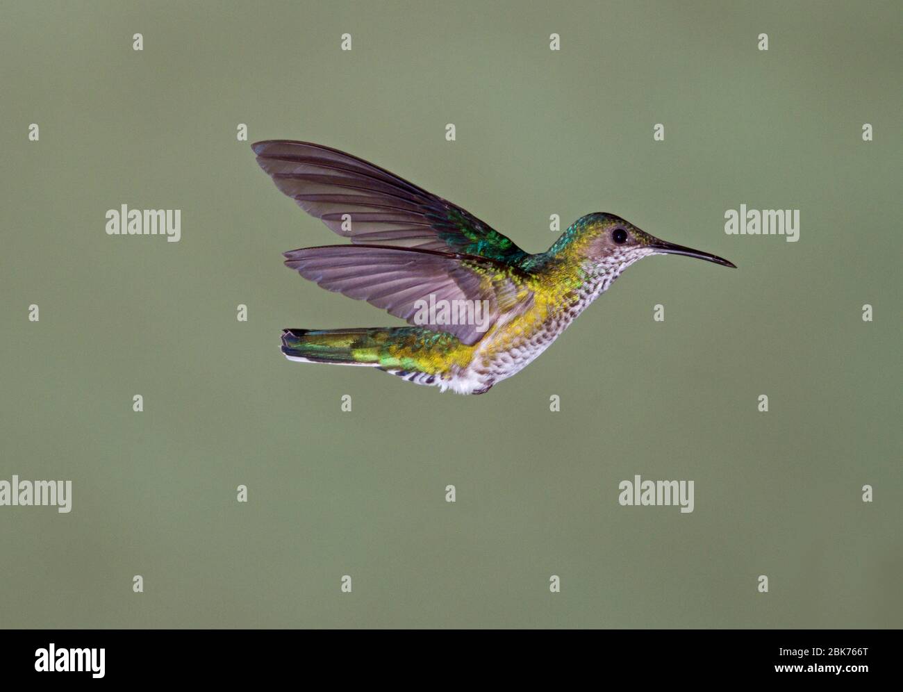 Weißhalsiger Jacobin Florisuga melivora Costa Rica Stockfoto