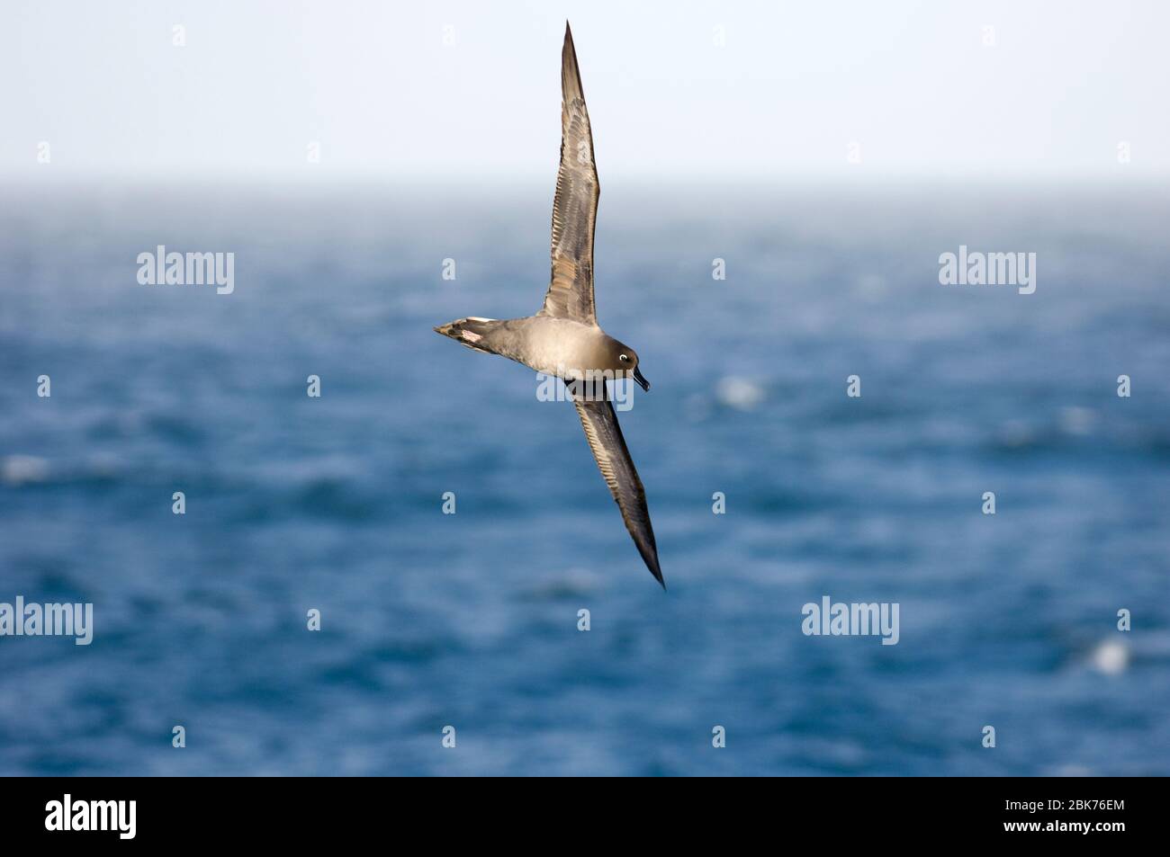 Light-manled Sooty Albatross Phoebetria palpebrata Southern Ocean vor South Georgia Oktober Stockfoto