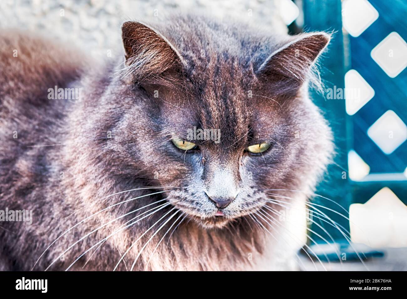 Eine Straßenkatze in Playa del Ingles, Gran Canaria, Spanien. Stockfoto