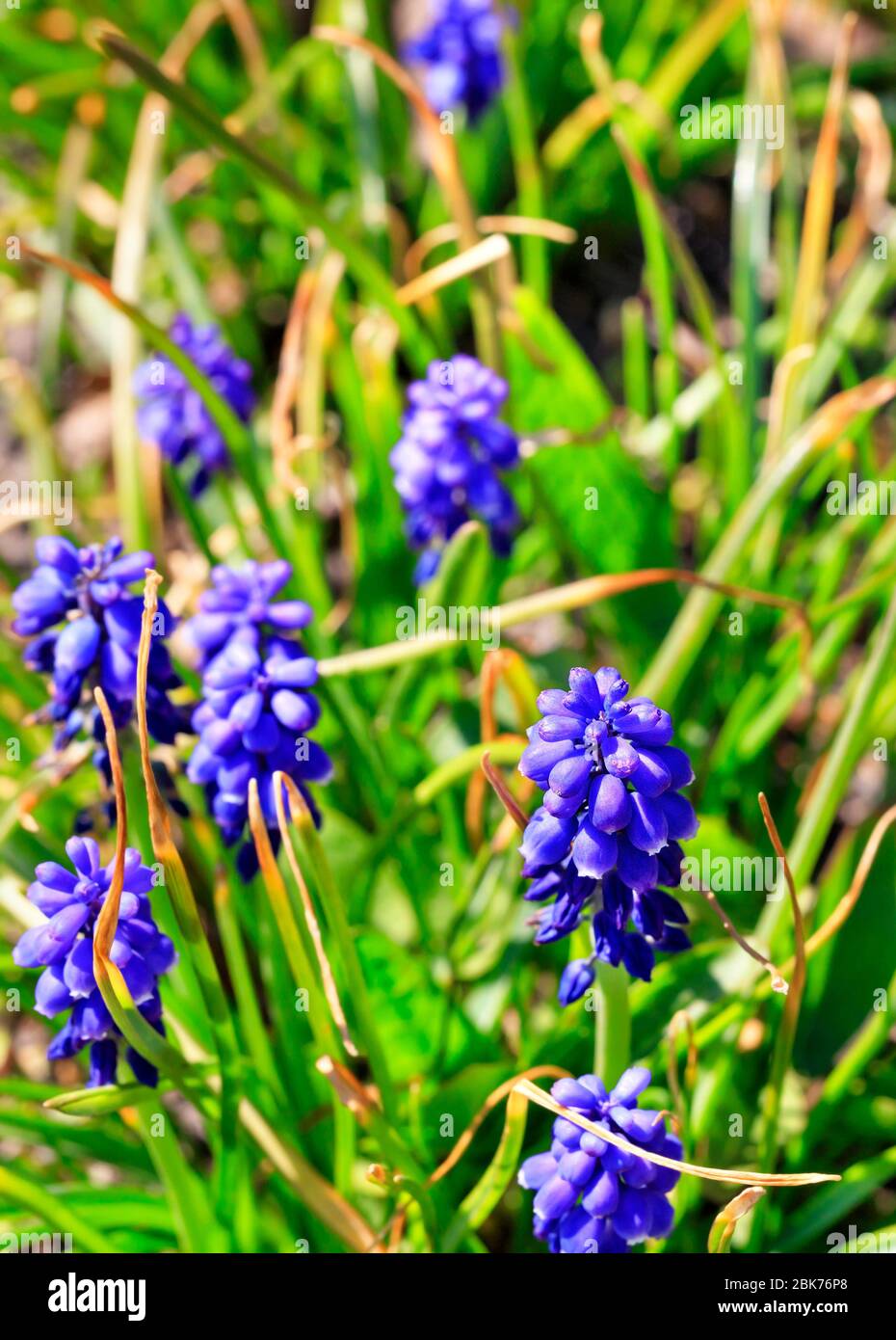 Muscari lebectum, bekannt als Traubenhyazinthe, ist eine mehrjährige Knollenpflanze, die unter grünem Gras wächst, weich Bokeh, selektiver Fokus. Stockfoto
