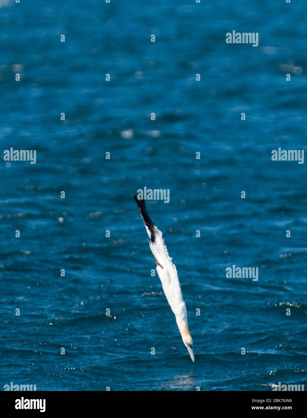 Gannet Sula bassana Tauchtauchen Shetland Juni Stockfoto