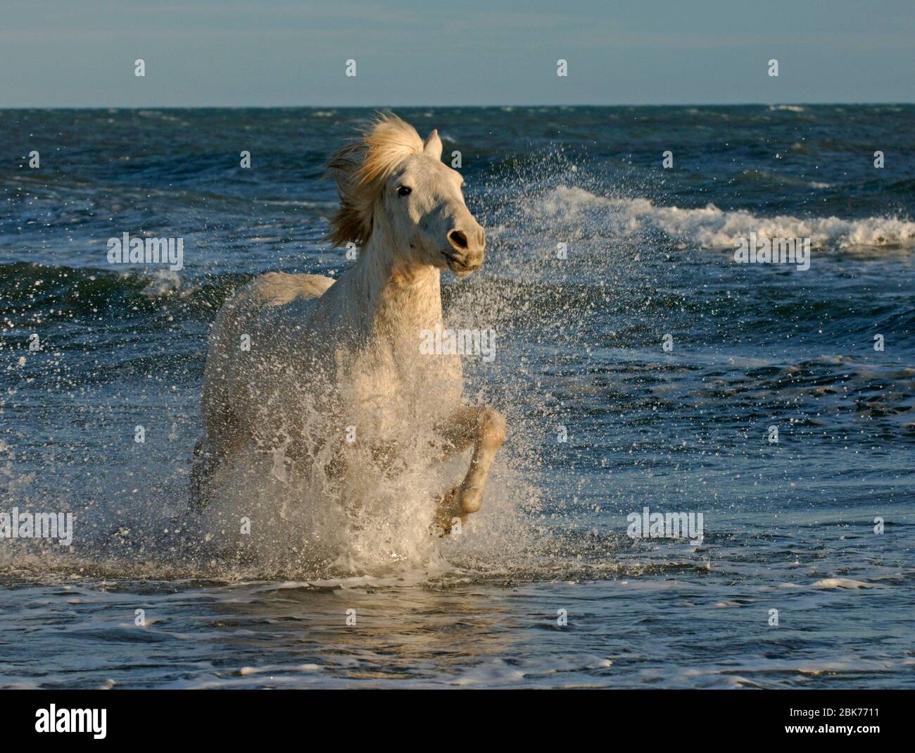 Weiße Pferde Camargue Frankreich April Stockfoto