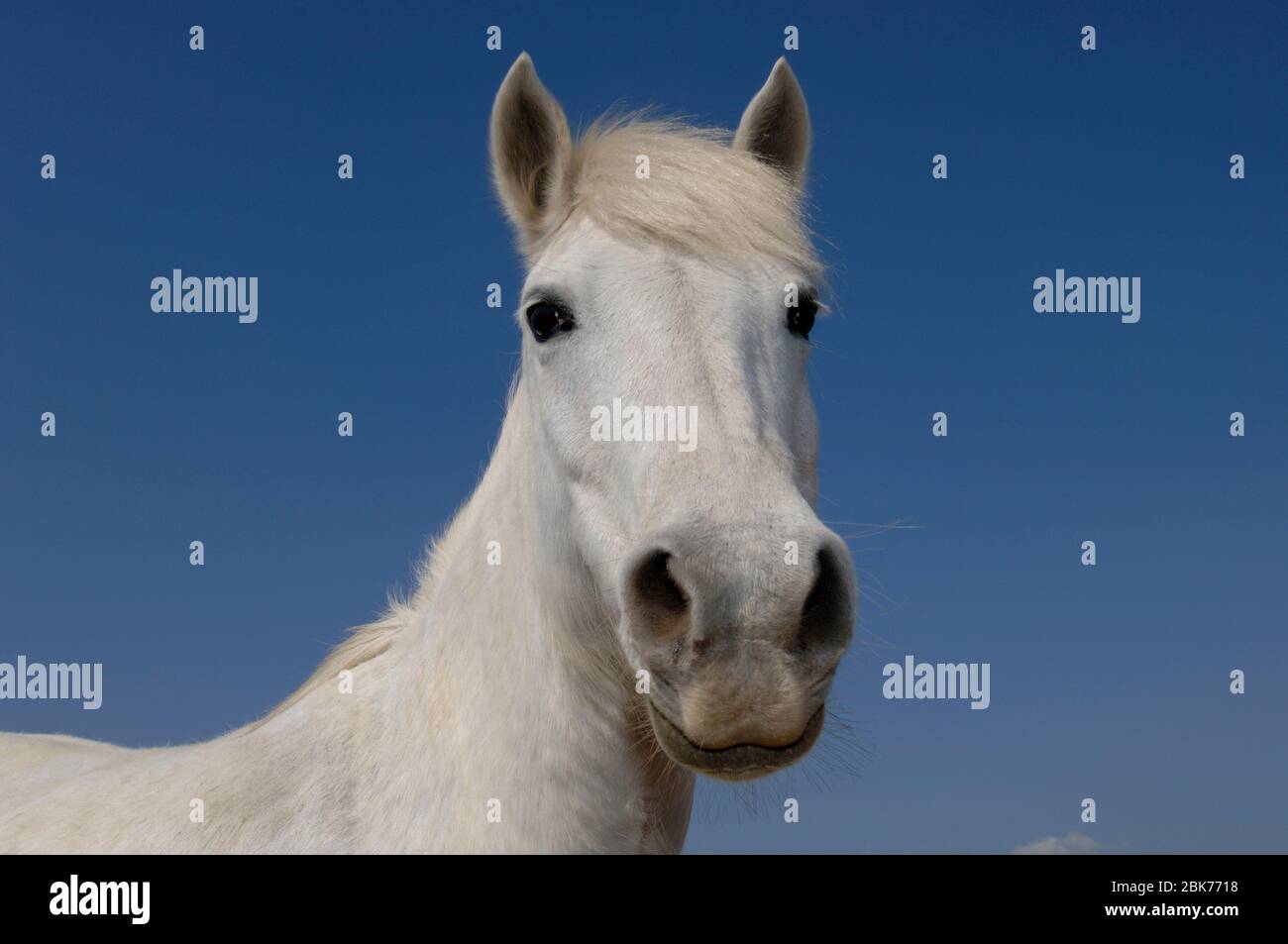 Camargue White Horse Camargue Frankreich, April Stockfoto