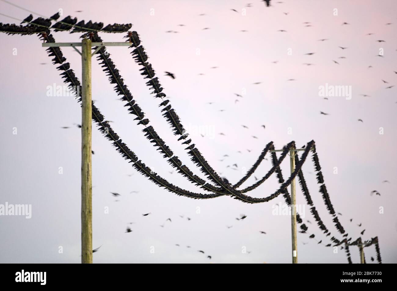 Rooks Corvus frugilegus bei der Vorsaison in der Nähe von Buckenham im Yare Valley Norfolk Winter Stockfoto