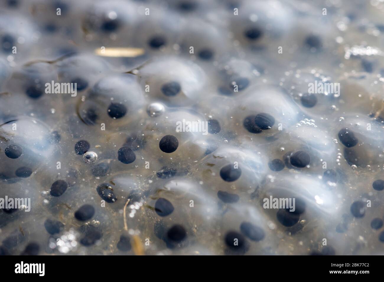 Gewöhnlicher Frosch Rana temporania Laich im Teich im Frühjahr Norfolk März Stockfoto