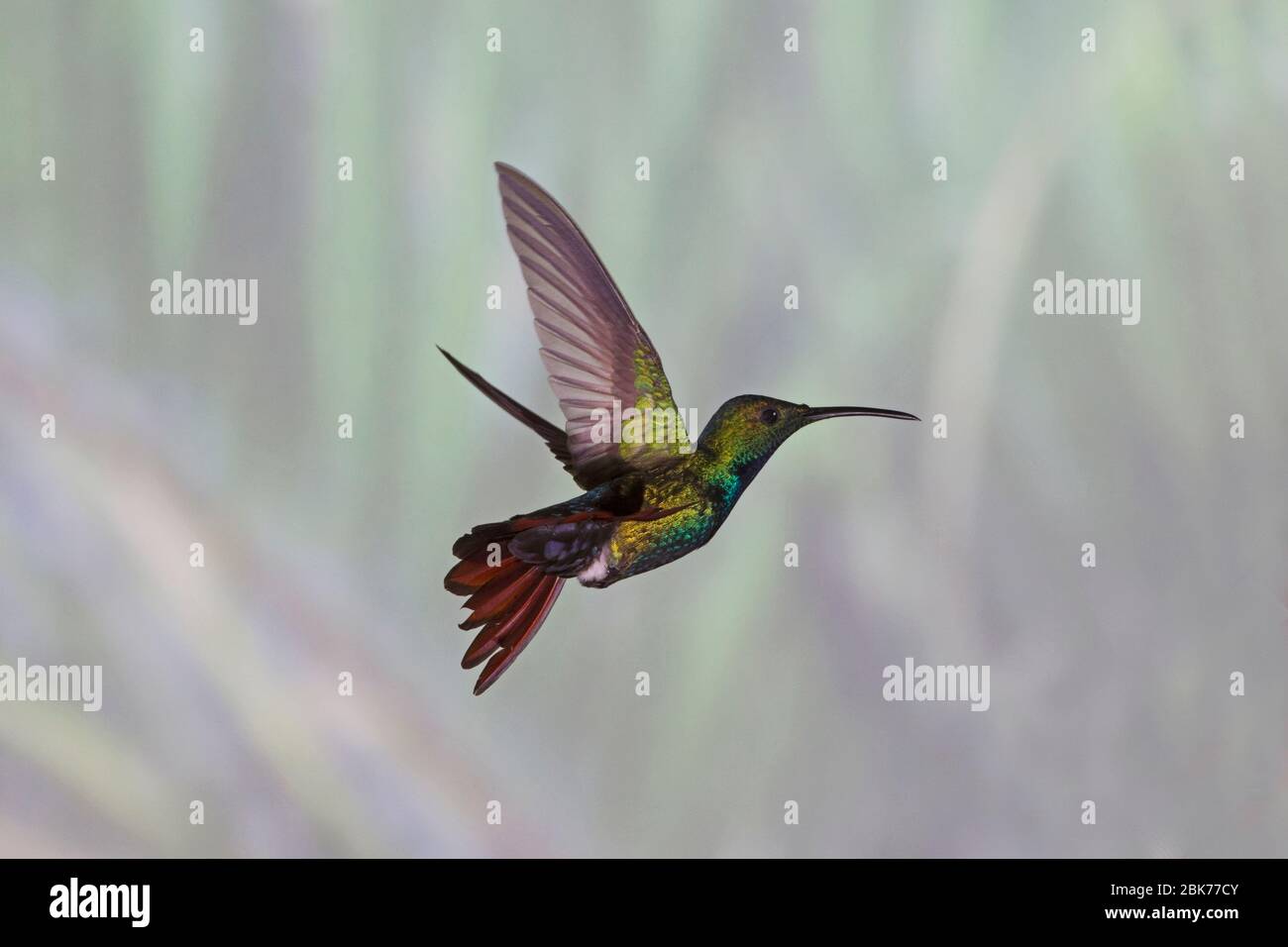 Grün-reihige Mango Kolibri Anthracocorax prevostii Costa Rica April Stockfoto