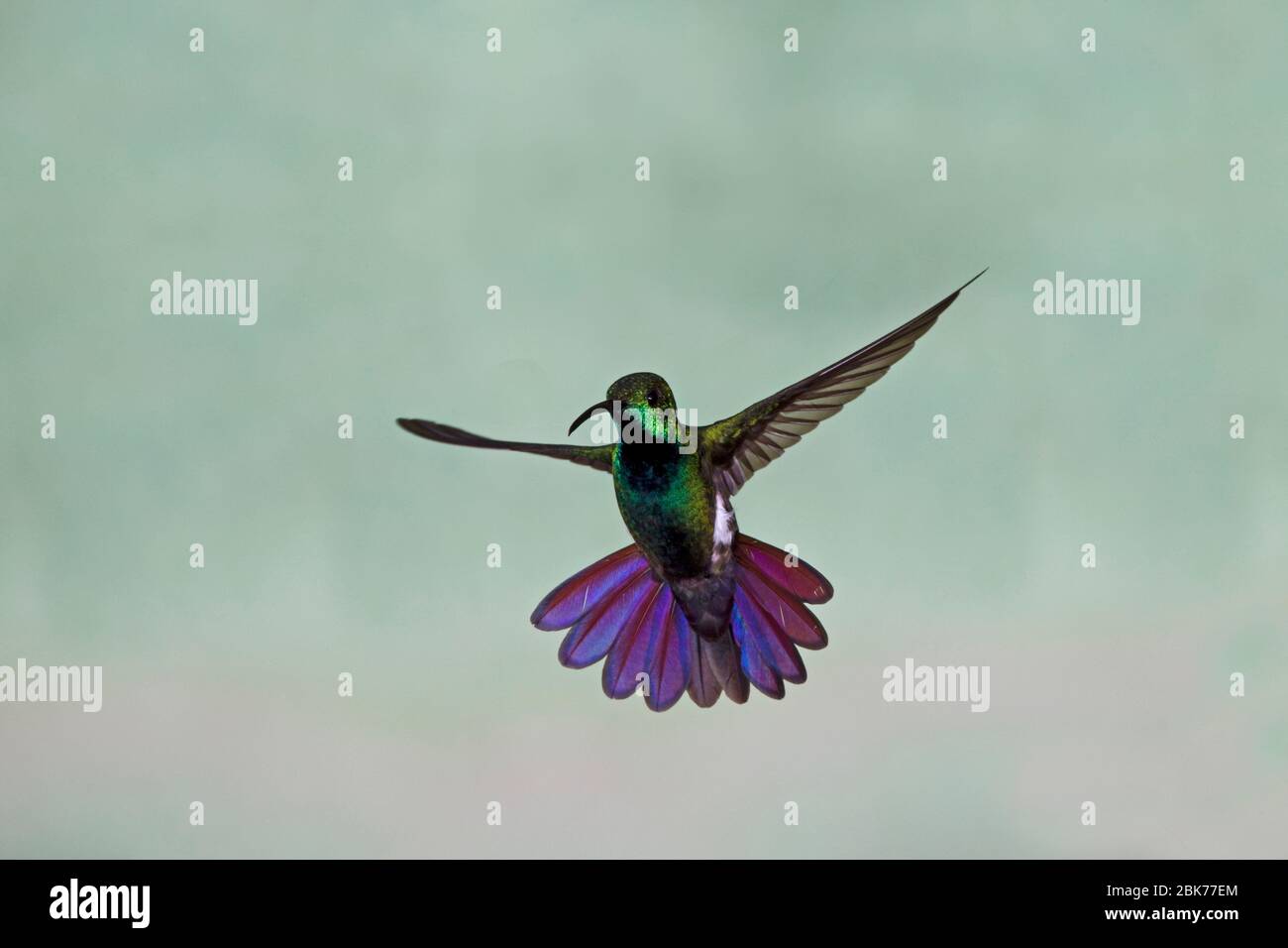 Grün-reihige Mango Kolibri Anthracocorax prevostii Costa Rica April Stockfoto