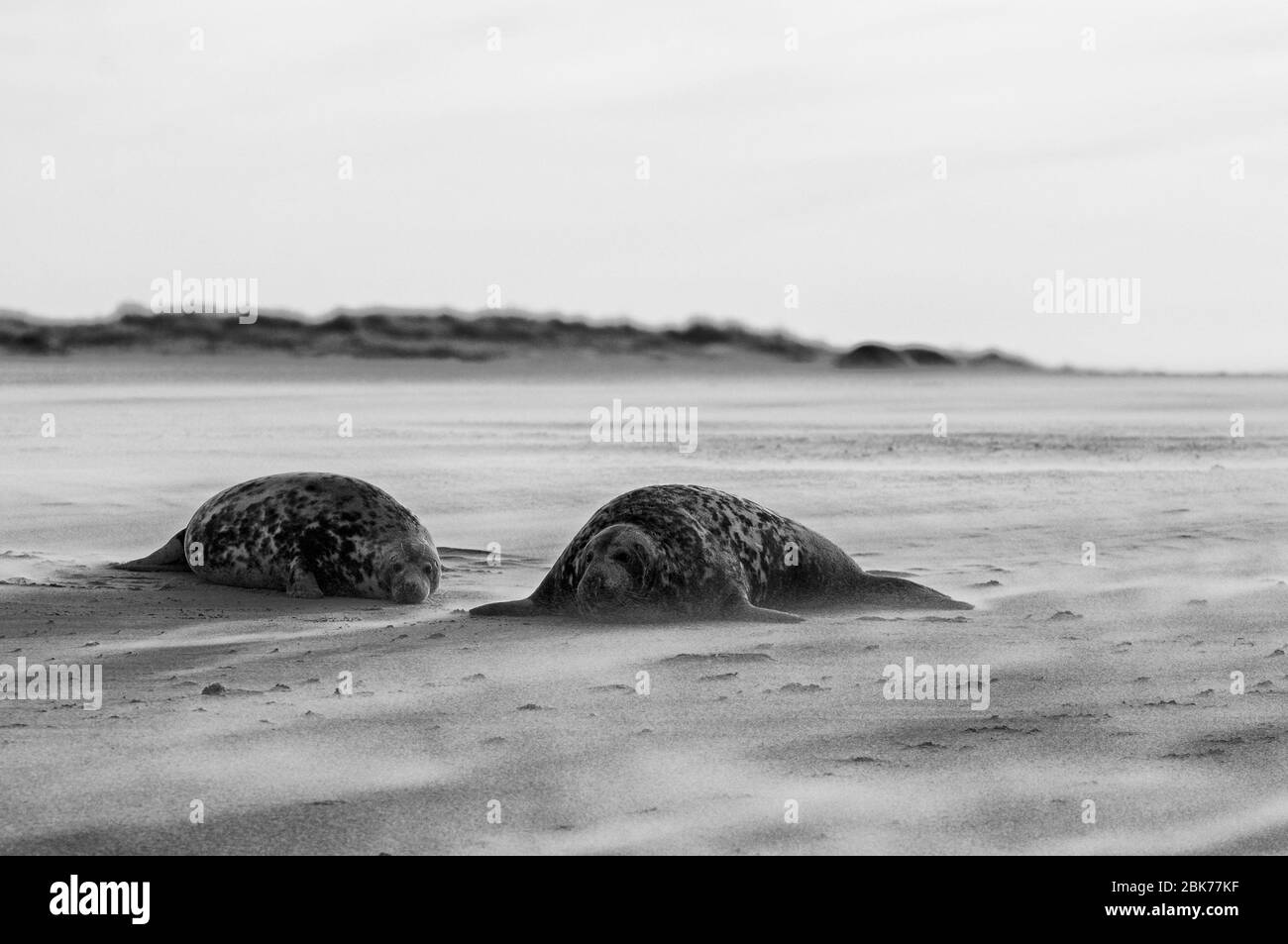 Graue Dichtungen Halichoerus Grypus am Strand Blakeney Point Norfolk November Stockfoto