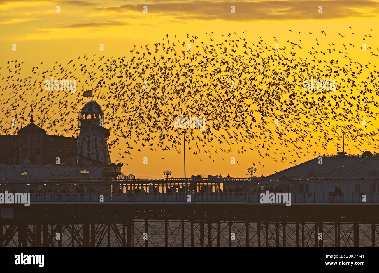 Starlings Sturnus vulgarus Ankunft am Brighton's Palace Pier, um Sussex Januar zu roost Stockfoto