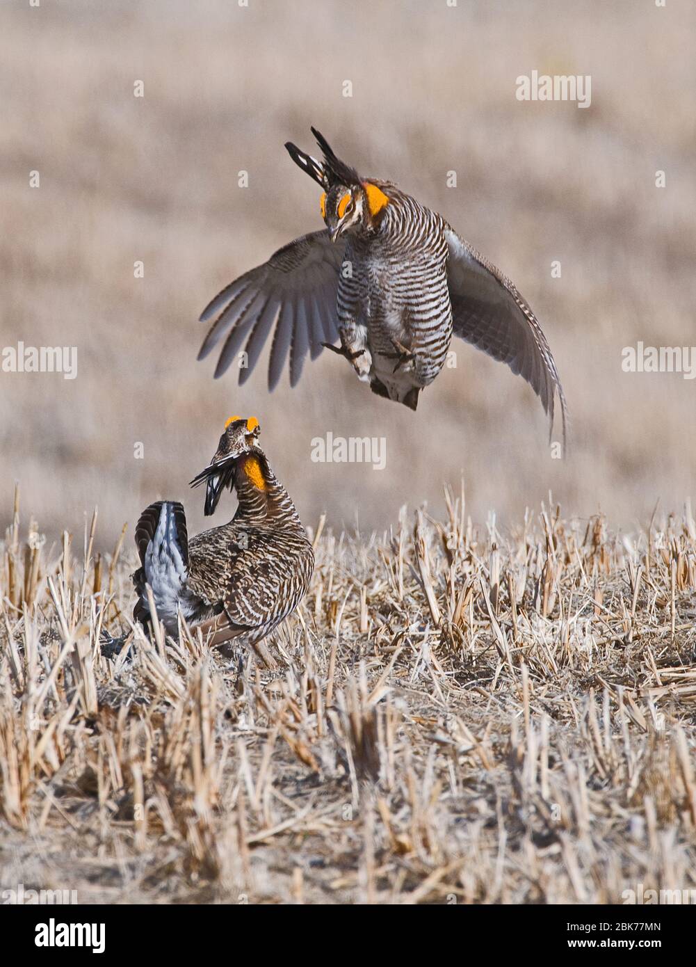 Greater Prairie-Chicken Tympanchus cupido Kämpfe auf dem Wanderplatz in den Sandhills Nebraska USA April Stockfoto
