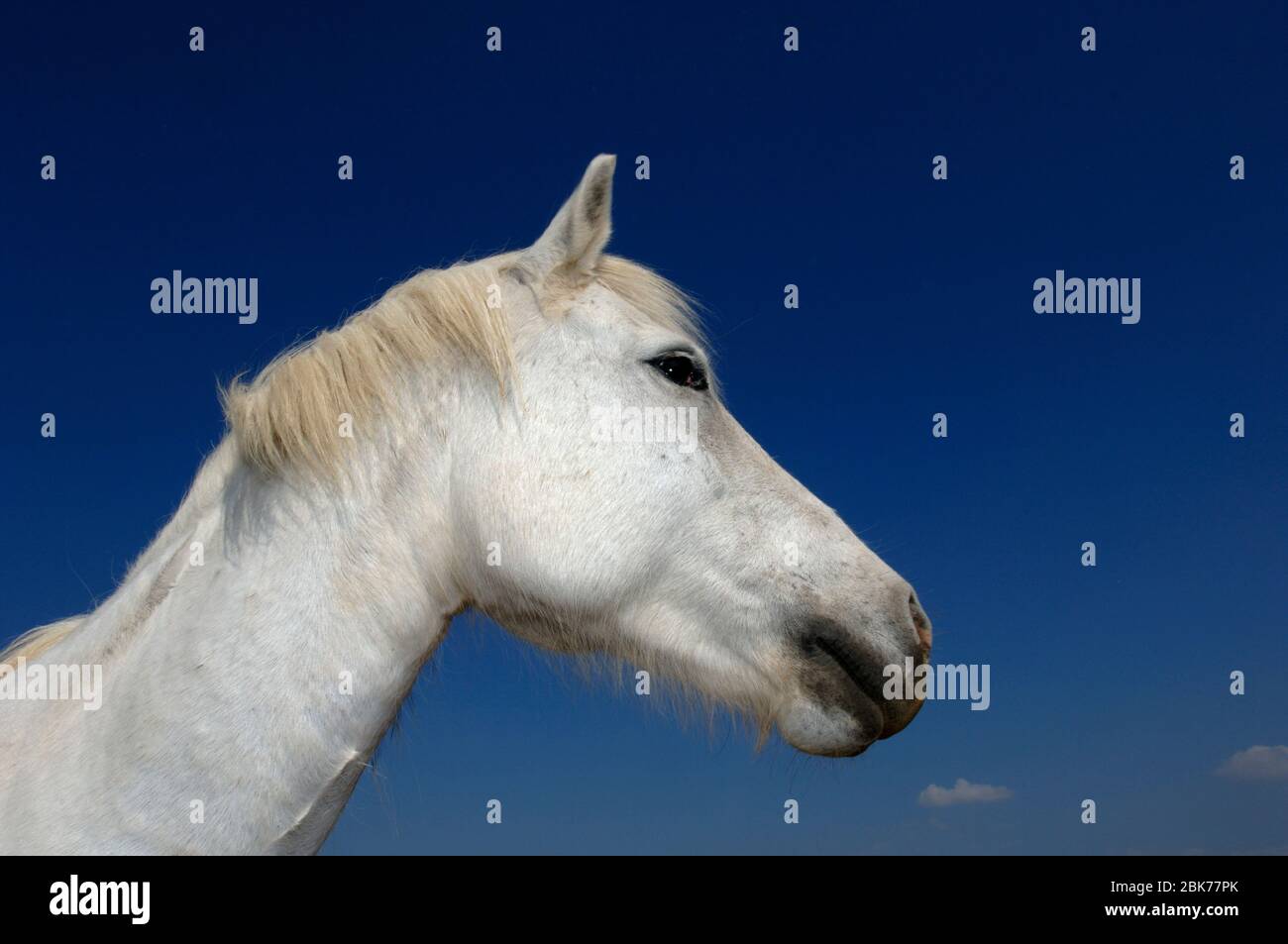 Camargue White Horse, Camargue, Frankreich, April Stockfoto