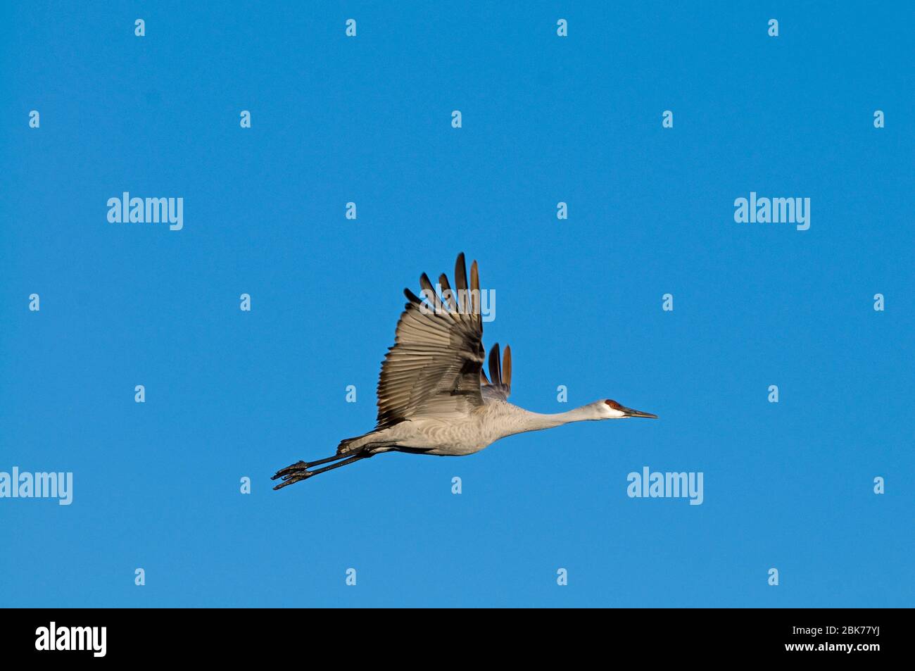 Sandhill Crane Grus canadensis Bosque del Apache New Mexico Januar USA Stockfoto