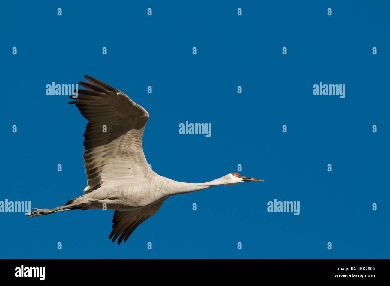 Sandhill Crane Grus canadensis Bosque Del Apache New Mexico USA Januar Stockfoto