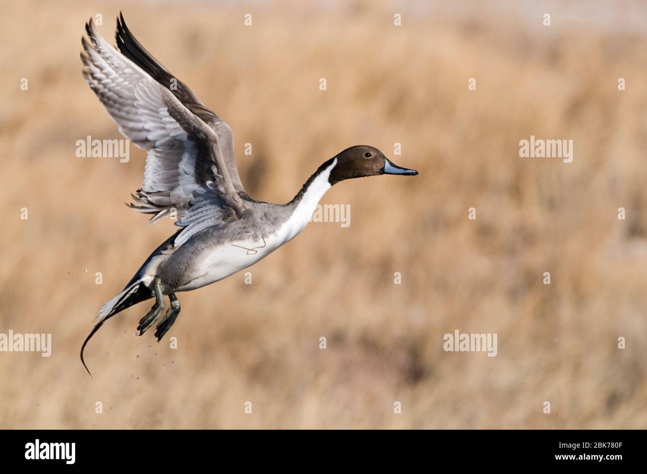 Pintail Anas acuta drake Bosque del Apache New Mexico USA Januar Stockfoto