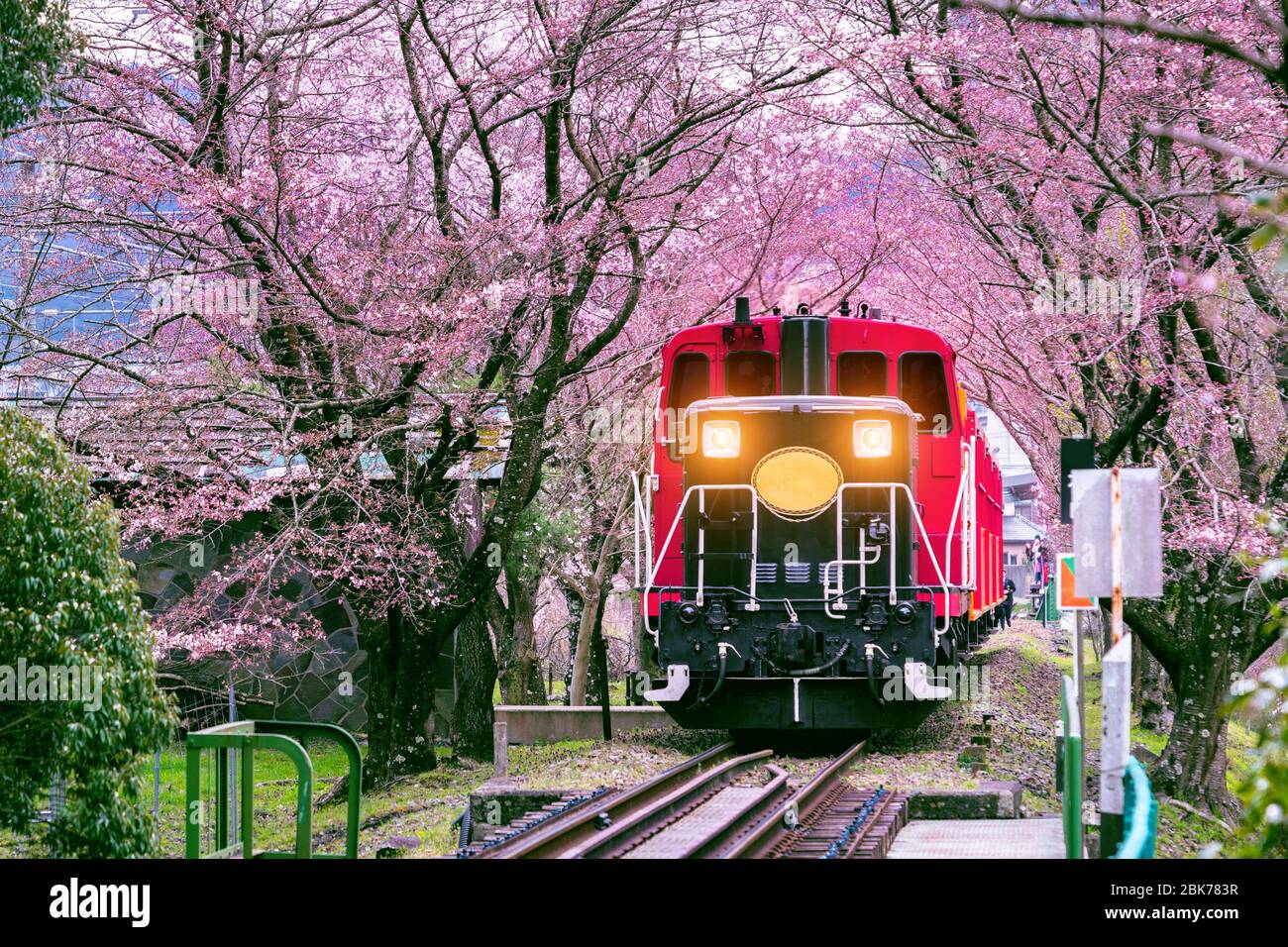 Romantischer Zug fährt durch einen Tunnel aus Kirschblüten in Kyoto, Japan. Stockfoto