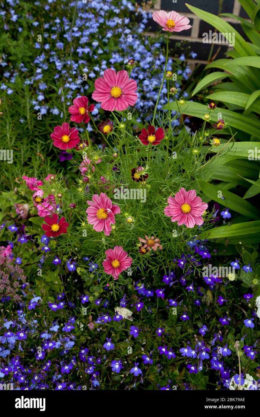 Bunte Blüten in einer Bordüre mit rosa Daisen und blauen Vergissmeinknoten Stockfoto