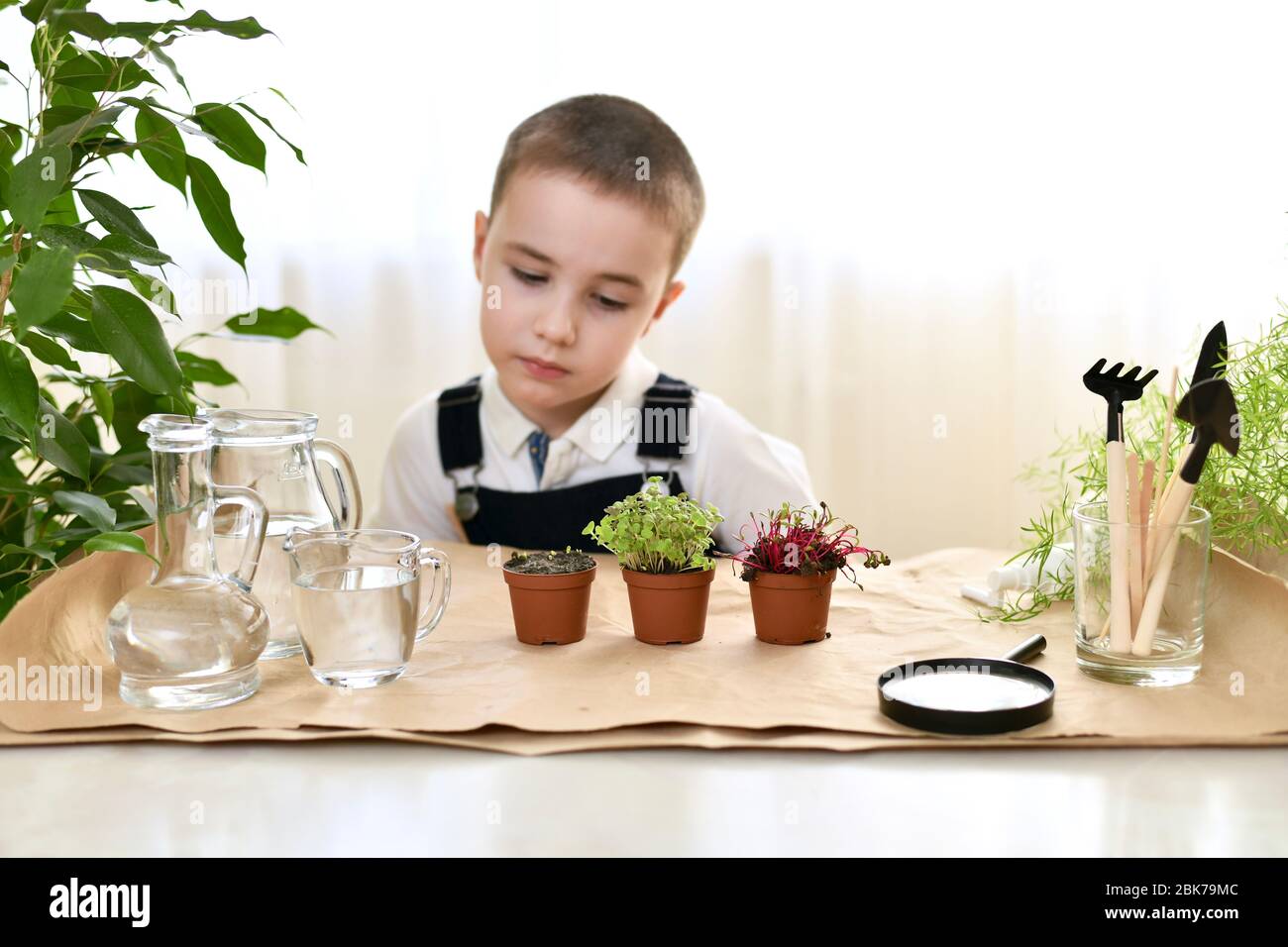 Das Kind wächst und pflegt Mikrogrüns. Der Junge sieht traurig auf einen Topf mit Samen, der nicht gestiegen ist. Stockfoto