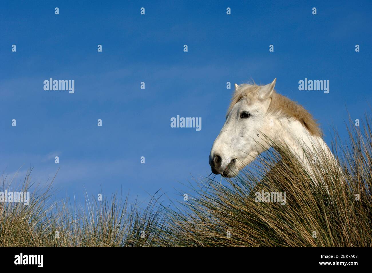 Camargue-White Horse Camargue Frankreich April Stockfoto