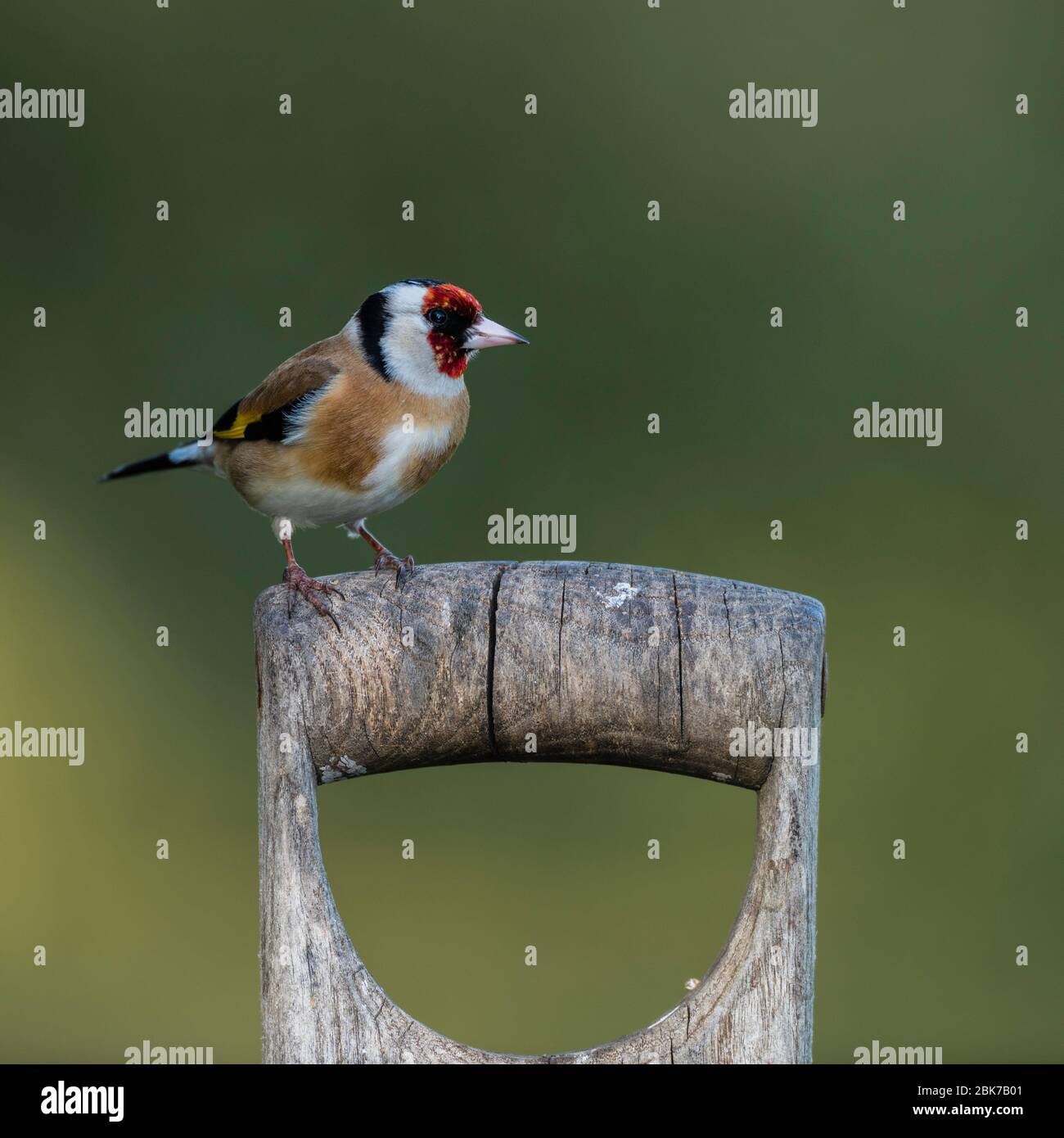 Ein Goldfink (Carduelis carduelis) auf einem Gartenspatgriff in Großbritannien Stockfoto