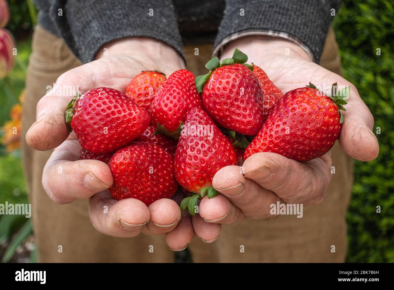 Erdbeeren pflücken Stockfoto