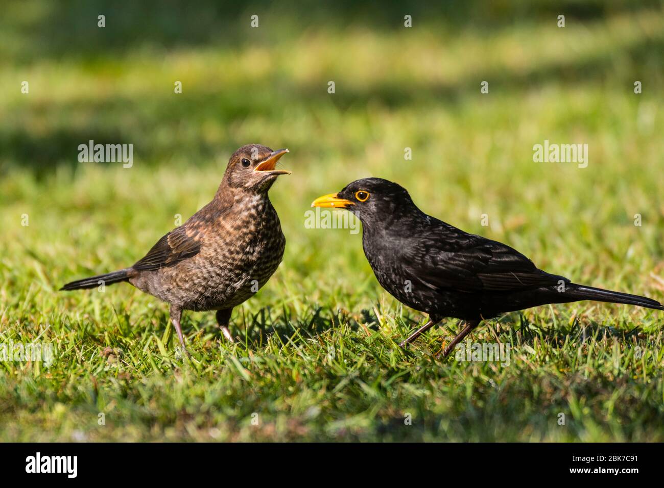 Ein männlicher Schwarzvogel füttert seine Jungen auf Rasen (Turdus merula) in Großbritannien Stockfoto