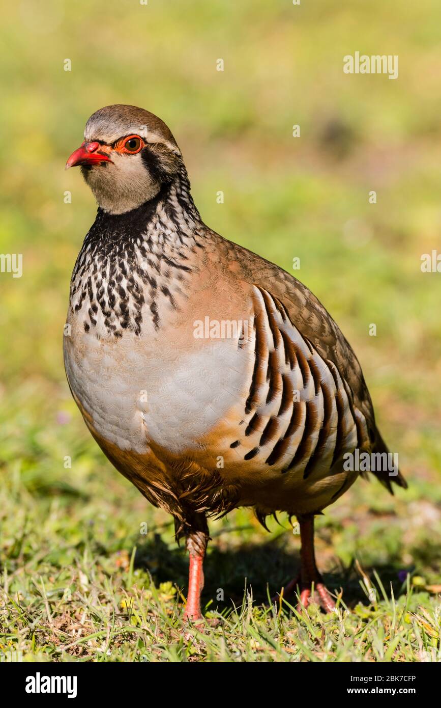 Ein rotbeinige oder Französisch Partridge (Alectoris Rufa) im Vereinigten Königreich Stockfoto