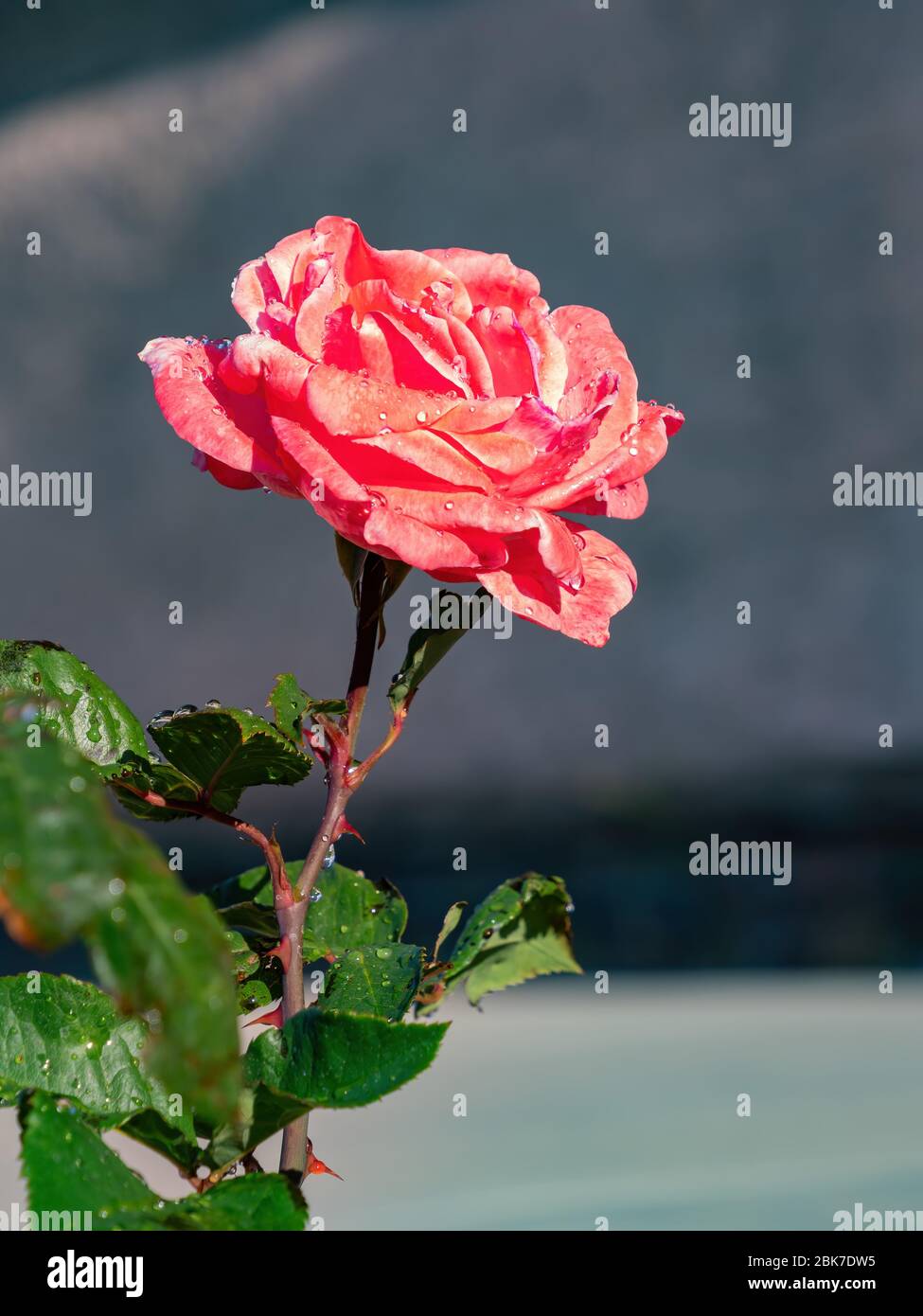 Nahaufnahme einer wunderschönen Rosenblüte in einem Vorgarten in Las Vegas, Nevada Stockfoto