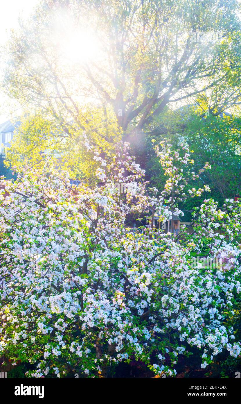 City Garden Apfelbaum in Blossom mit frühen Morgensonne Stockfoto