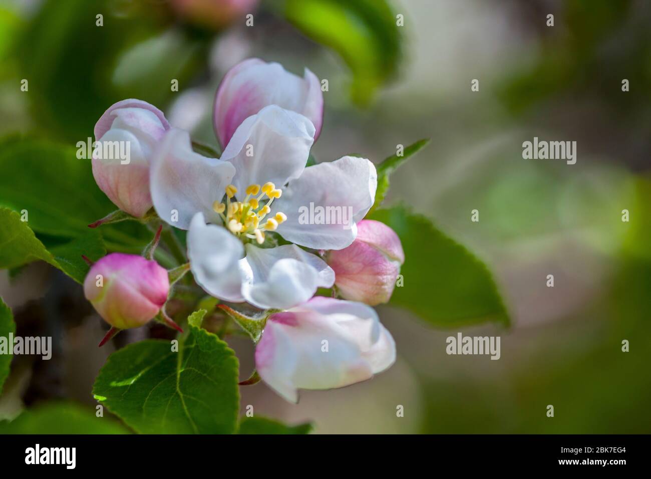 Apfelblüte, Nahaufnahme, auf Apfelbaum. Stockfoto