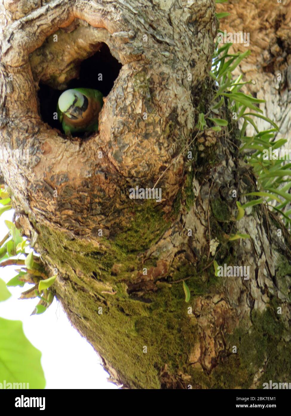 Grüner Papagei. Sittich (Rotbrustsittich oder Moustached Sittich) schaut von einem Loch in einem Baum herunter. Khao Lak Thailand. Süß, wohlfühlen. Stockfoto