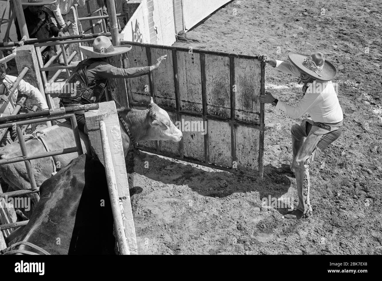 Mexikanischer Cowboy, der während einer der Veranstaltungen einer "Charreria" einen Stier reitet. Charrerias sind das mexikanische Äquivalent von Rodeos. Für drei Tage die Teilnehmer Stockfoto