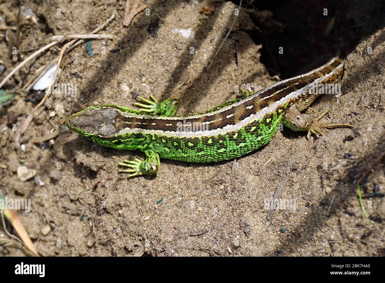 Sandechse, Zauneidechse, Lézard des souches, Lacerta agilis, männlich, fürge gyík, Ungarn, Magyarország, Europa Stockfoto