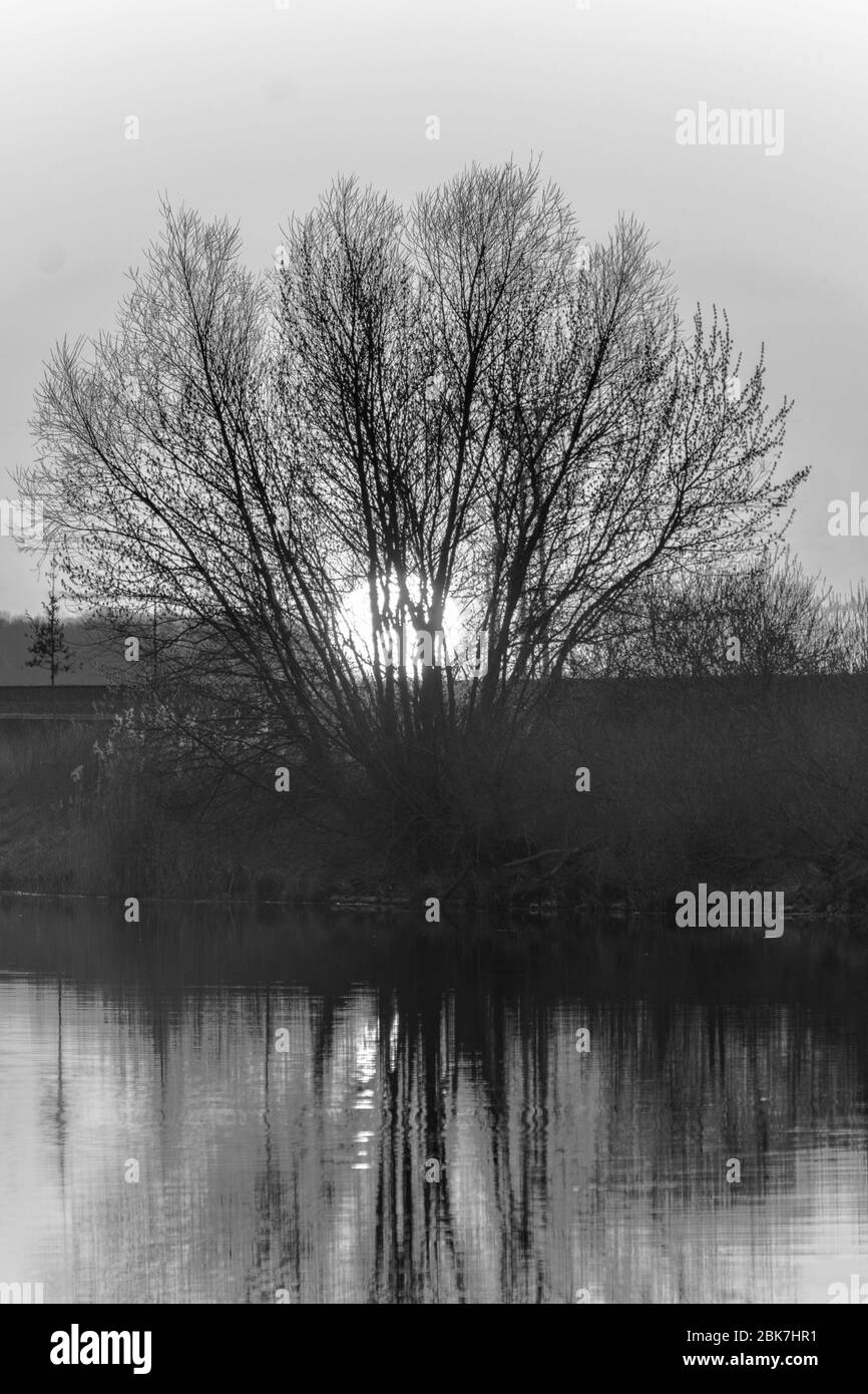 Monochrome Aufnahme des Sonnenuntergangs hinter einem Baum an einem Flussufer Stockfoto