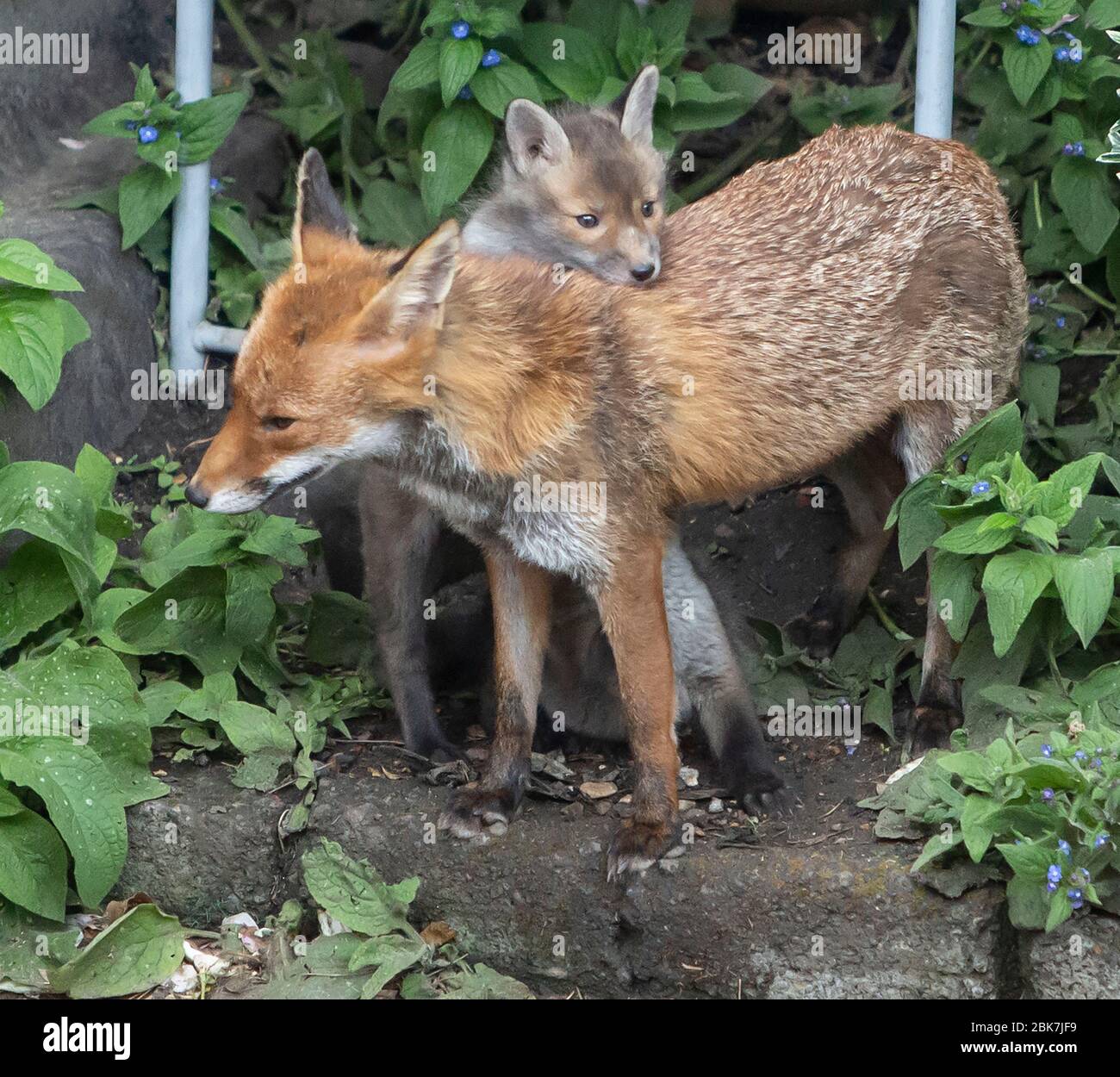 Rotfuchs mit ihren Jungen Stockfoto