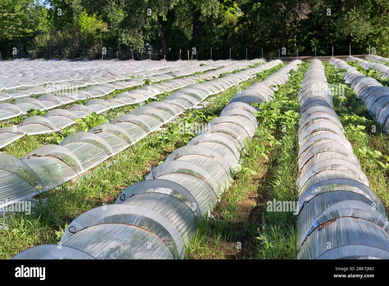 Mini-Gewächshäuser, Vermehrung von Gemüsesamen, Morgenlicht. Stockfoto
