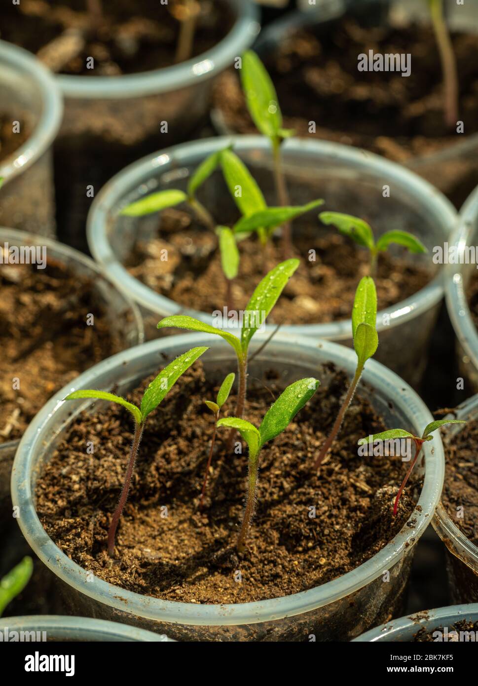 Sämlinge von Dicotyledons von Tomaten Pflanzen aus dem Boden in Kunststoffglas wachsen Stockfoto